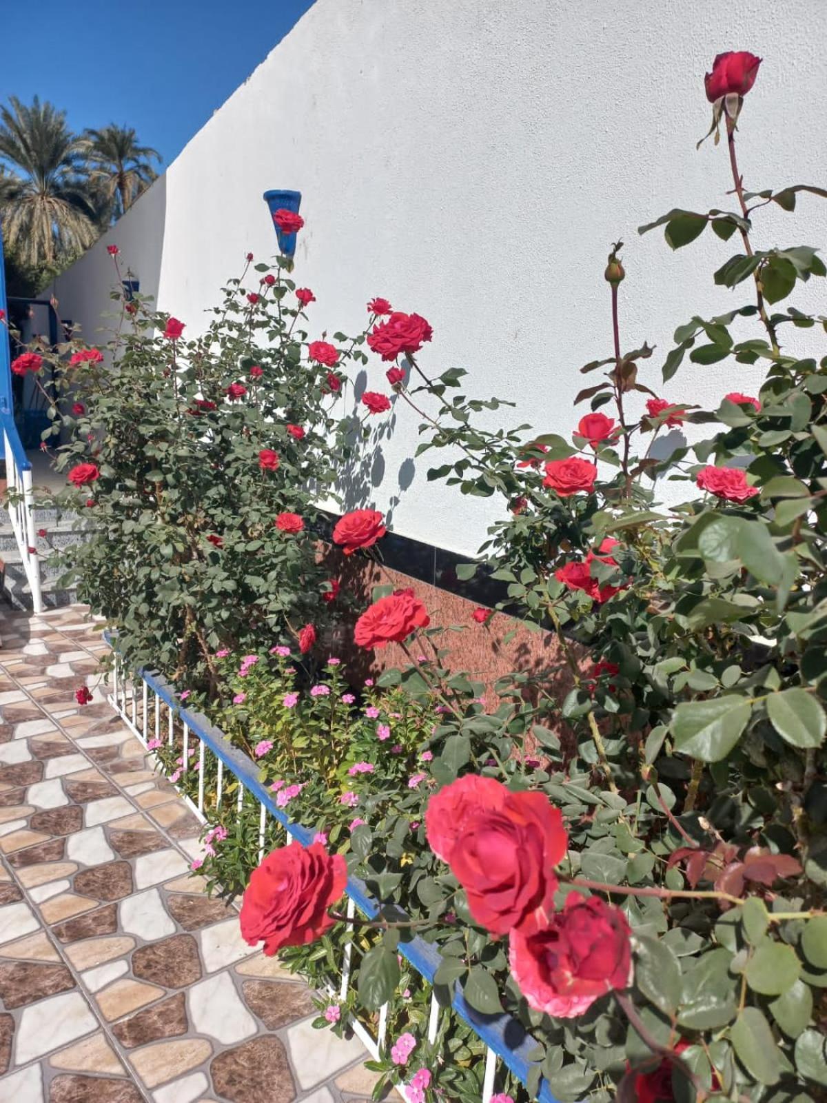 Villa Kaslan Apartments Луксор Экстерьер фото